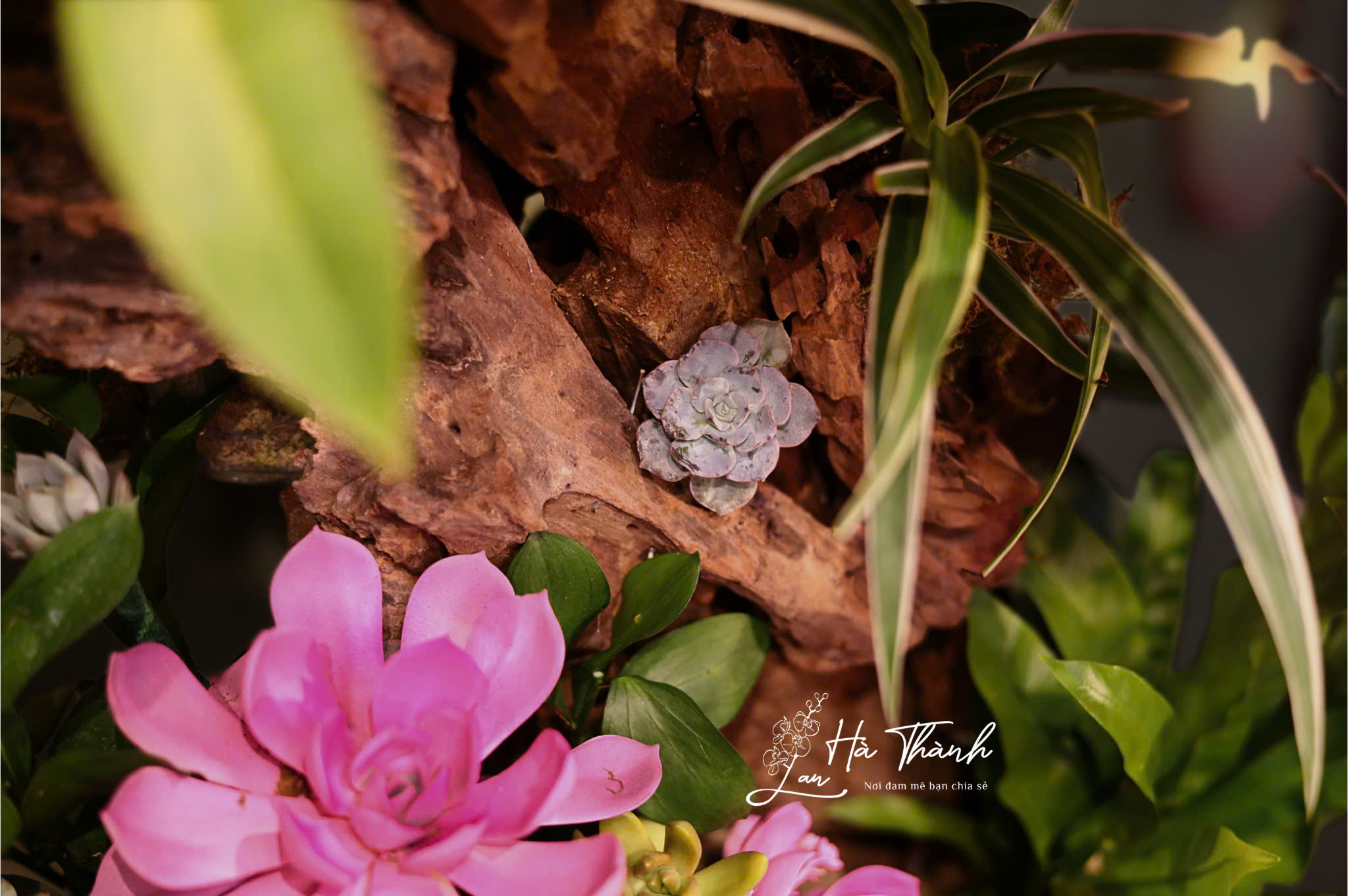 Chậu Lan Hồ Điệp Tiểu Cảnh Hoa Đại Màu Hồng – Vẻ Đẹp Sang Trọng Từ Lan Hà Thành